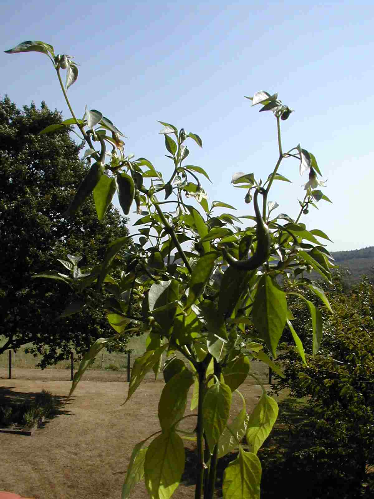 DSCN8790-c.jpg