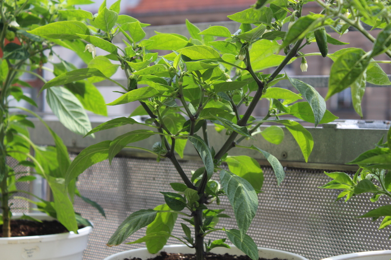 earlyjalapenoanxl.jpg