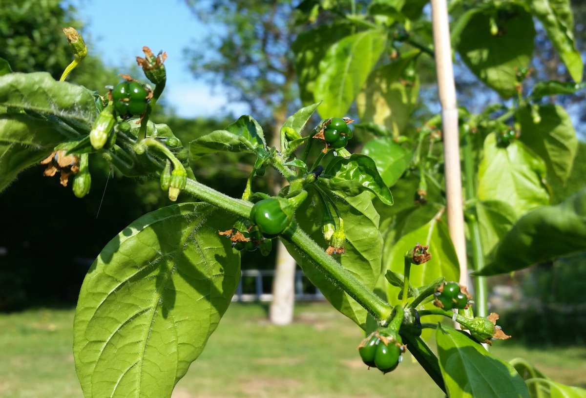 Enormous Orange Habanero.jpg