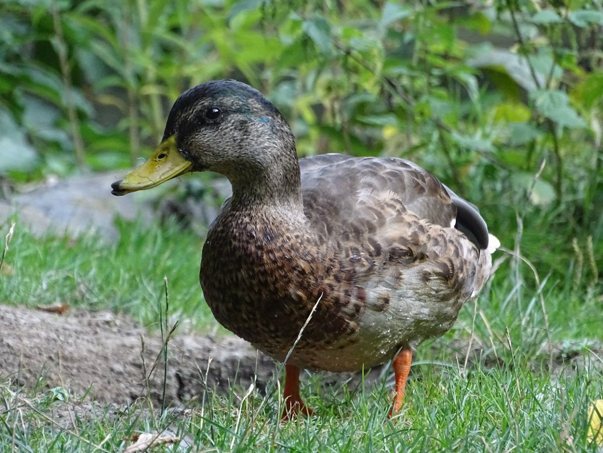 Ente a.jpg