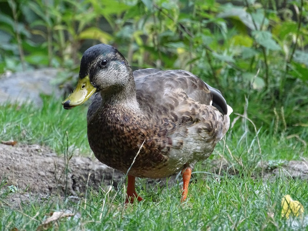 Ente b.jpg