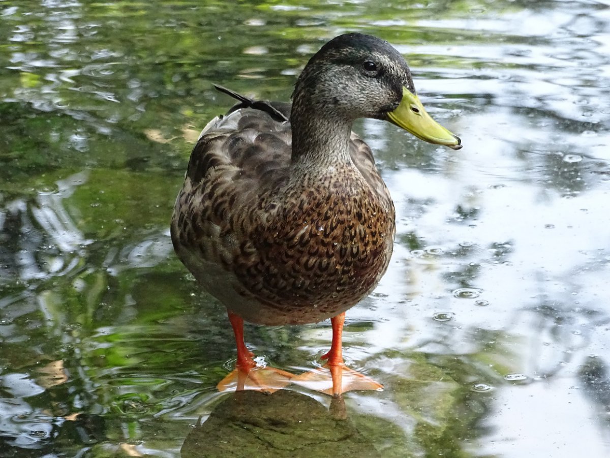 Ente g.jpg