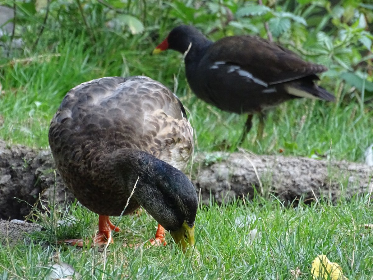 Ente und Ralle.jpg