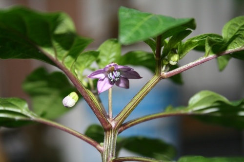 Equador Purple_Blüte.jpg