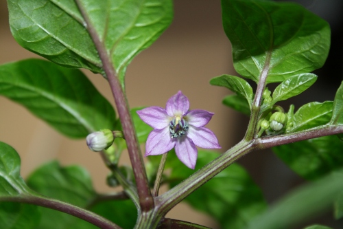 Equador Purple_Blüte_2.jpg