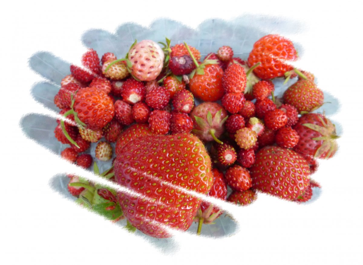 Erdbeeren P1170703.jpg