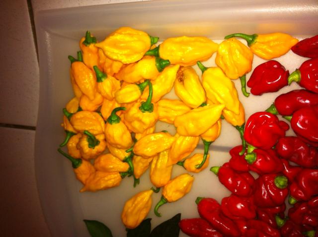 Ernte Bhut Close.JPG