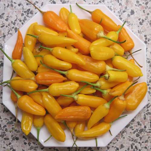 ernte_fatali_orange.jpg