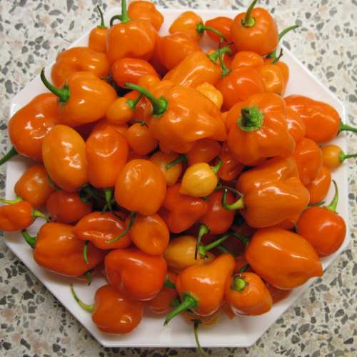 ernte_habanero_orange.jpg