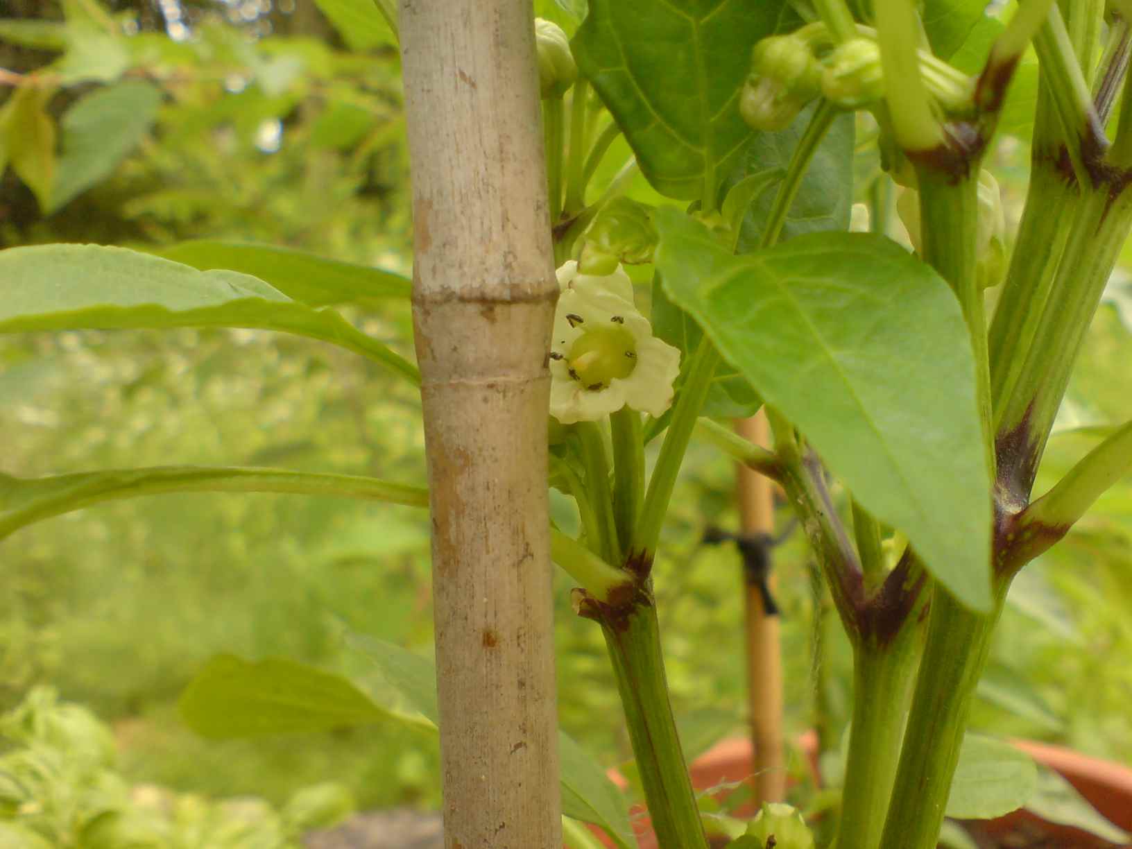 Erste Paprika.jpg