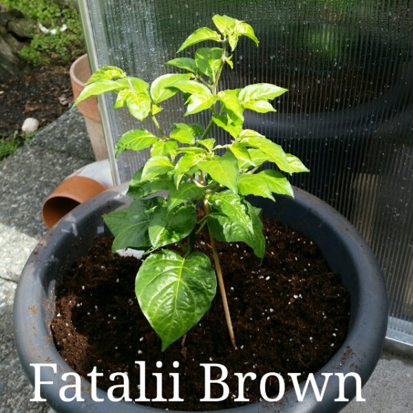 Faralii Brown 1.jpg