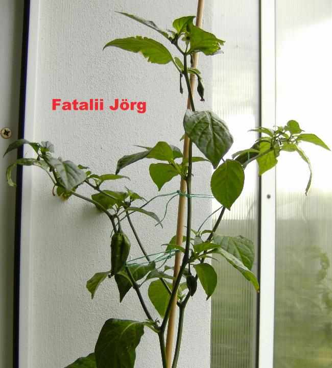 Fatalii 016.JPG