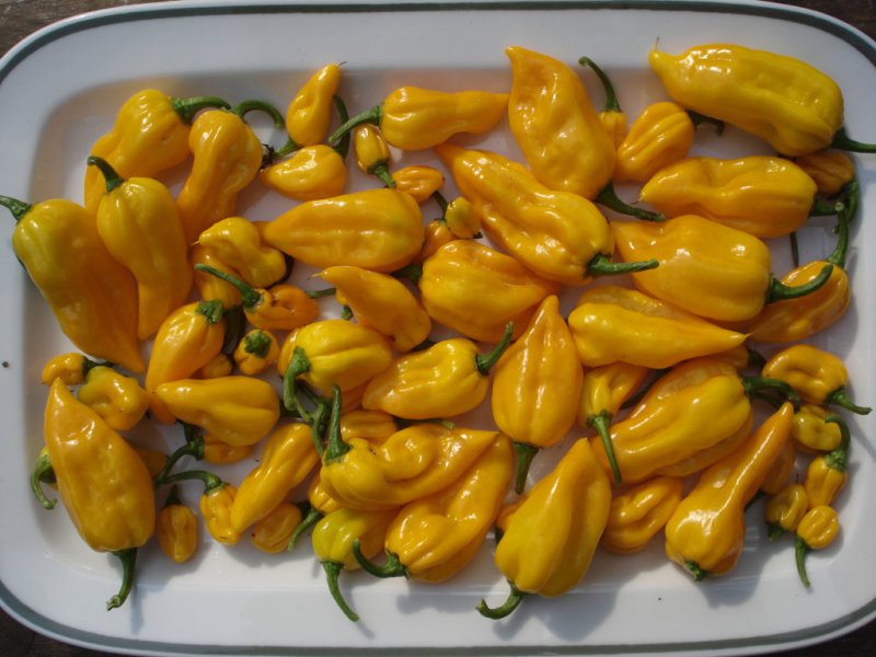 Fatalii-Ernte2.JPG