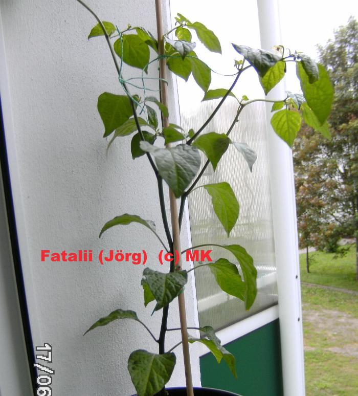 Fatalii .jpg