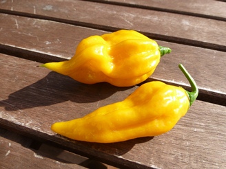 Fatalii-klein.jpg