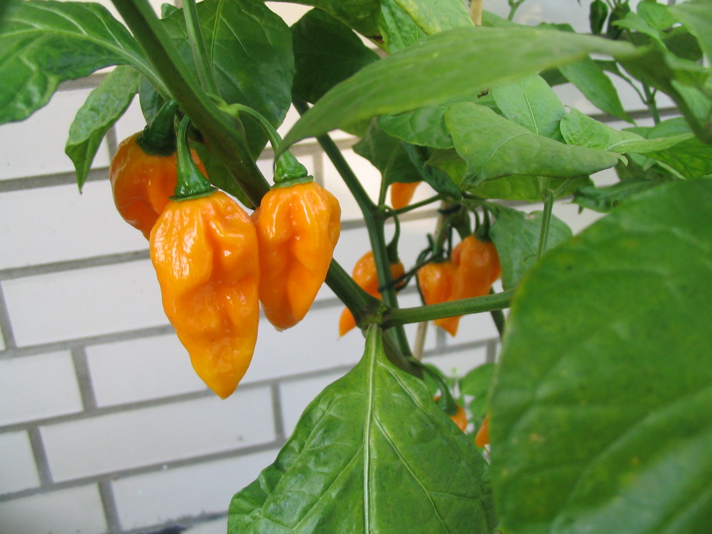 fatalii6.jpg