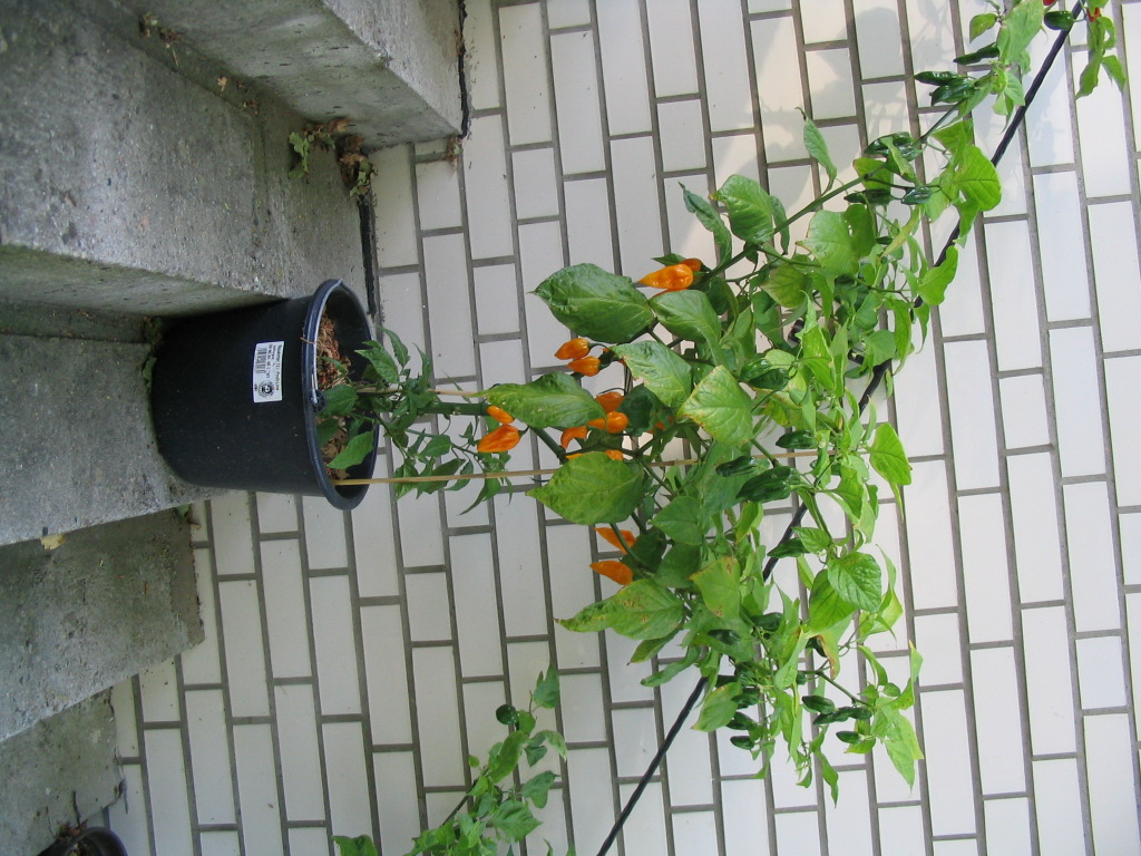 fatalii7.jpg