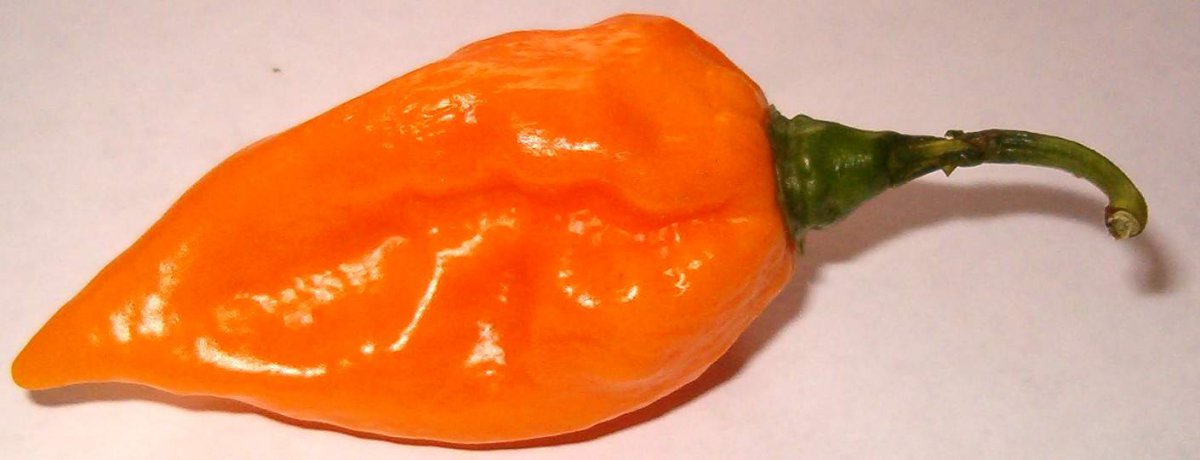 fatalii_1.jpg