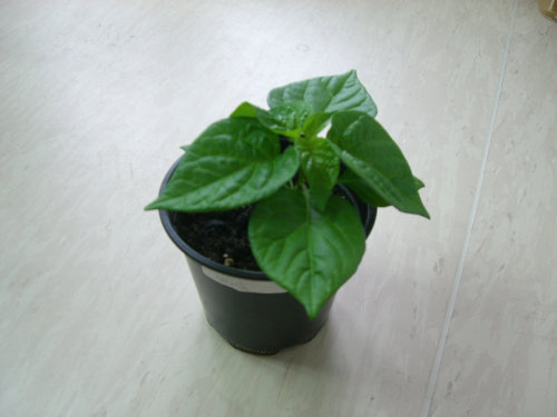 Fatalii_20120913.JPG