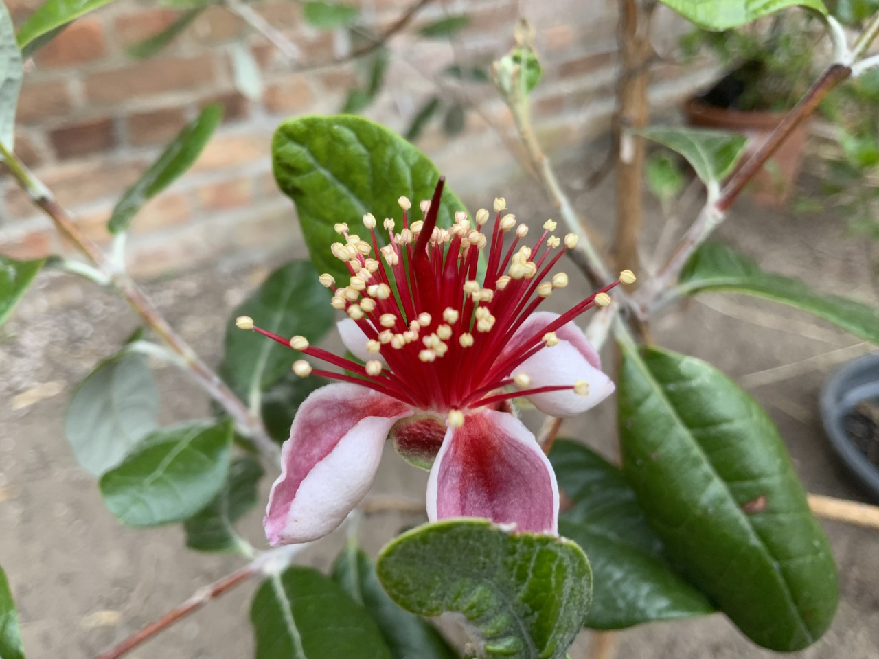 Feijoa 1.jpg