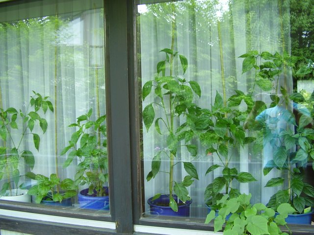 FensterChilis.jpg