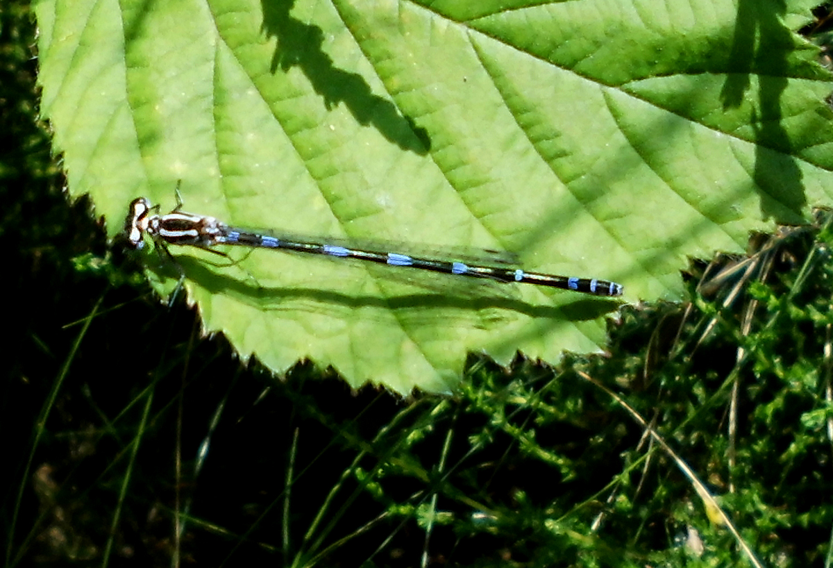 Fledermaus-Azurjungfer-2.jpg