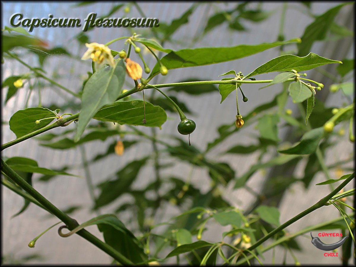 Flexuosum 13062020_.jpg