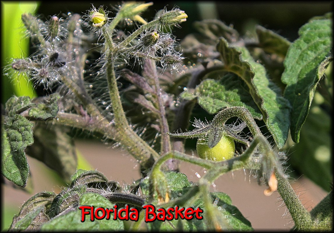 Florida Basket 11052018.JPG