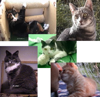 Forumkatzen1.jpg