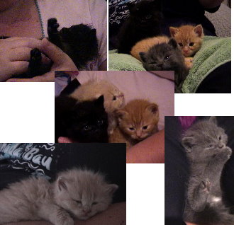 Forumkatzen2.jpg