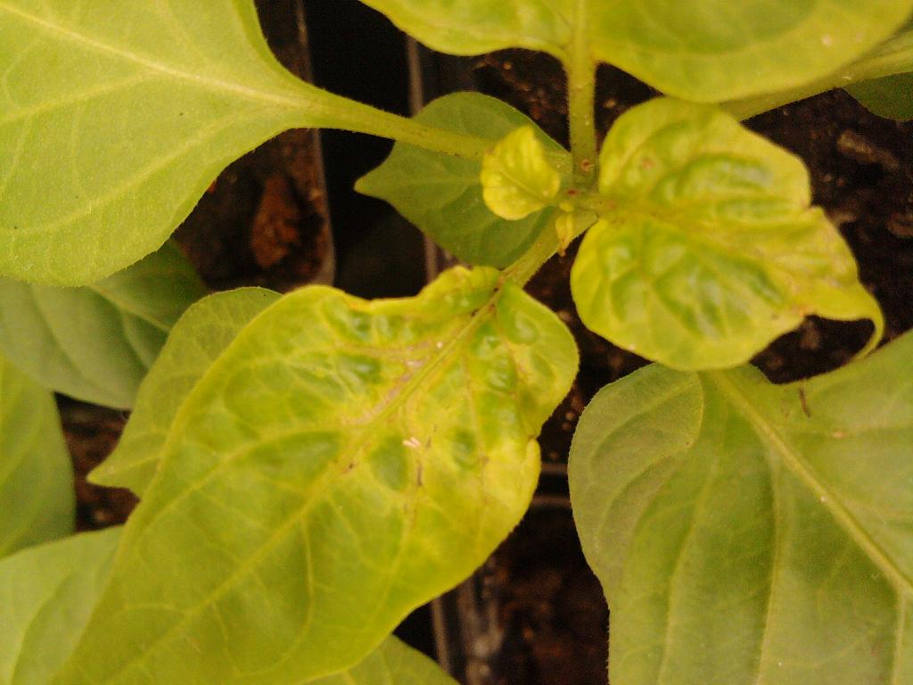 Foto-0059.jpg