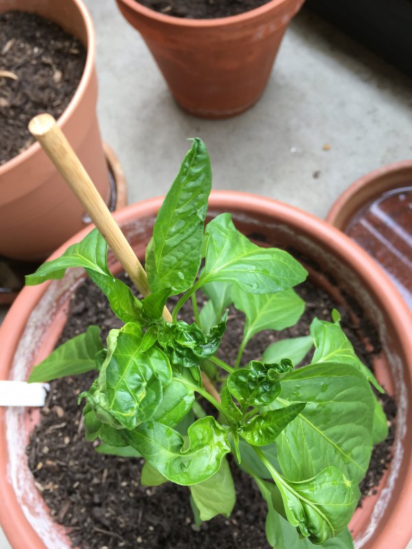 Foto 12.06.17, 13 25 55.jpg