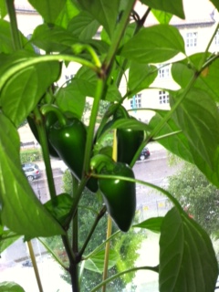 Foto-Chili1.JPG