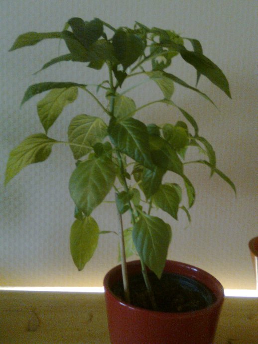 Foto0031.jpg