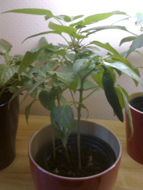 Foto0034.jpg