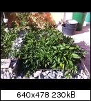 foto26.08.12165815f4utt.jpg