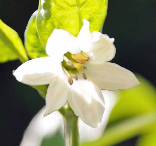 Fragezeiche 1 Blüte.jpg