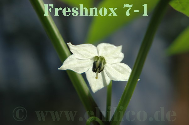 Freshnox 7-1 20100616 www.chilico.de_9784.jpg