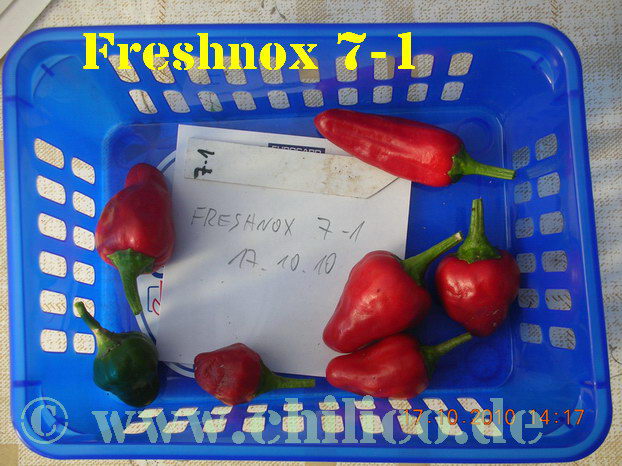 Freshnox 7-1 20101017 www.chilico.de 4588 Ernte.jpg