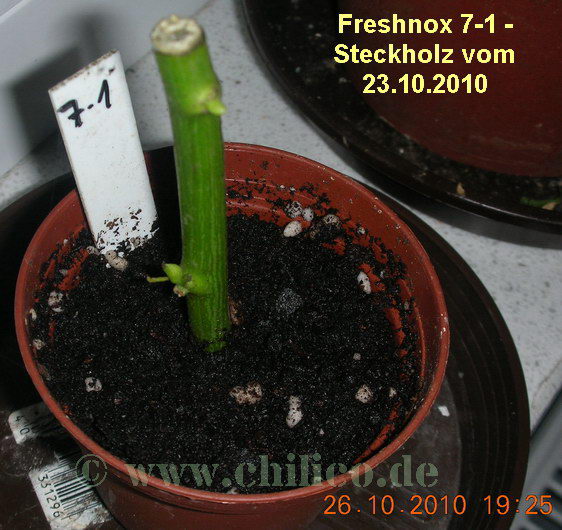 Freshnox 7-1 20101026 www.chilico.de 4776 Steckholz.jpg