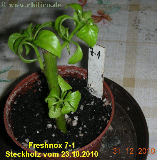 Freshnox 7-1 20101231 www.chilico.de 5205 Steckholz.jpg