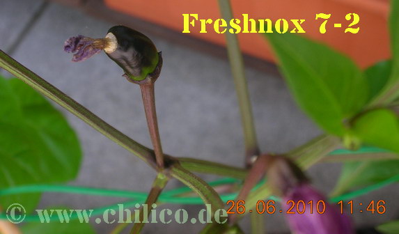 Freshnox 7-2 20100626 www.chilico.de_2578.jpg