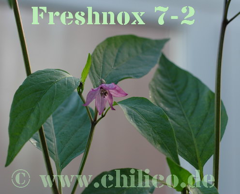 Freshnox 7-2 20100707 www.chilico.de_10465.JPG