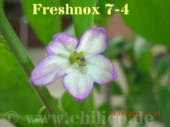 Freshnox 7-4 20100822 www.chilico.de 3332.jpg