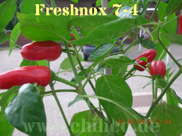Freshnox 7-4 20100822 www.chilico.de 3336.jpg