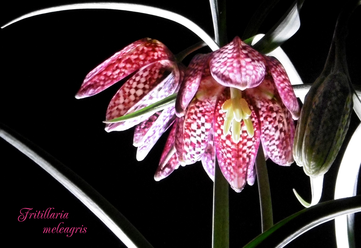 Fritillaria_backlight-1.jpg