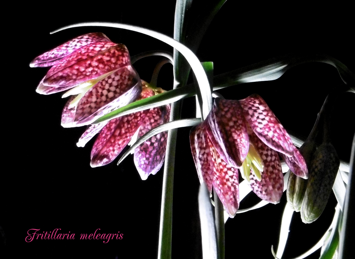 Fritillaria_backlight-2.jpg