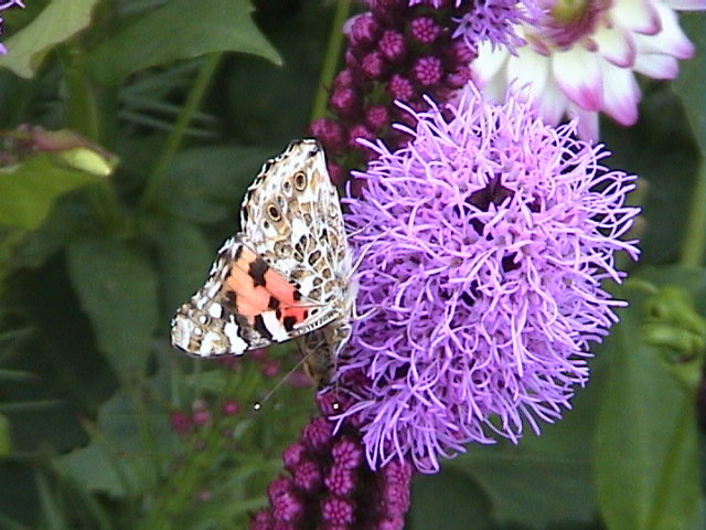 Gartenfalter8.jpg