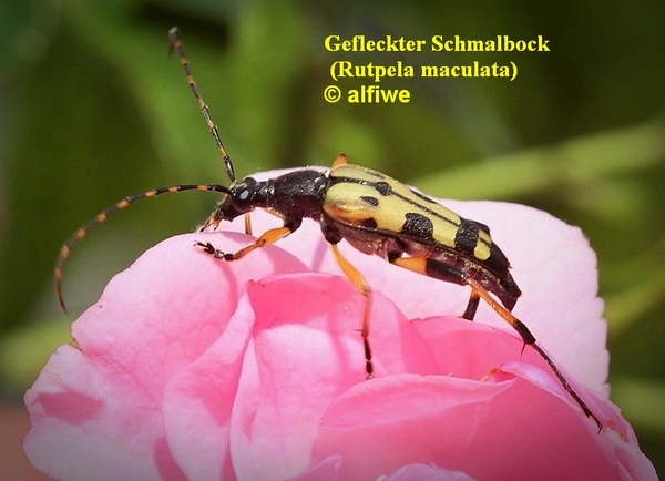 gefleckterschmalbockr1oub5.jpg