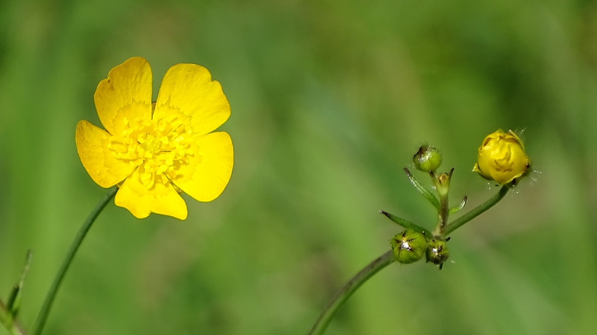 gelbe Blume b.jpg